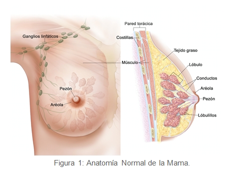 anatomia normal de la mama